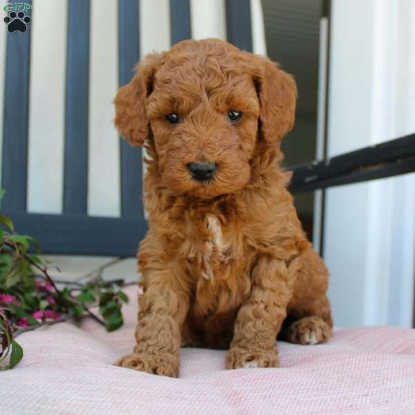Amanda, Mini Goldendoodle Puppy
